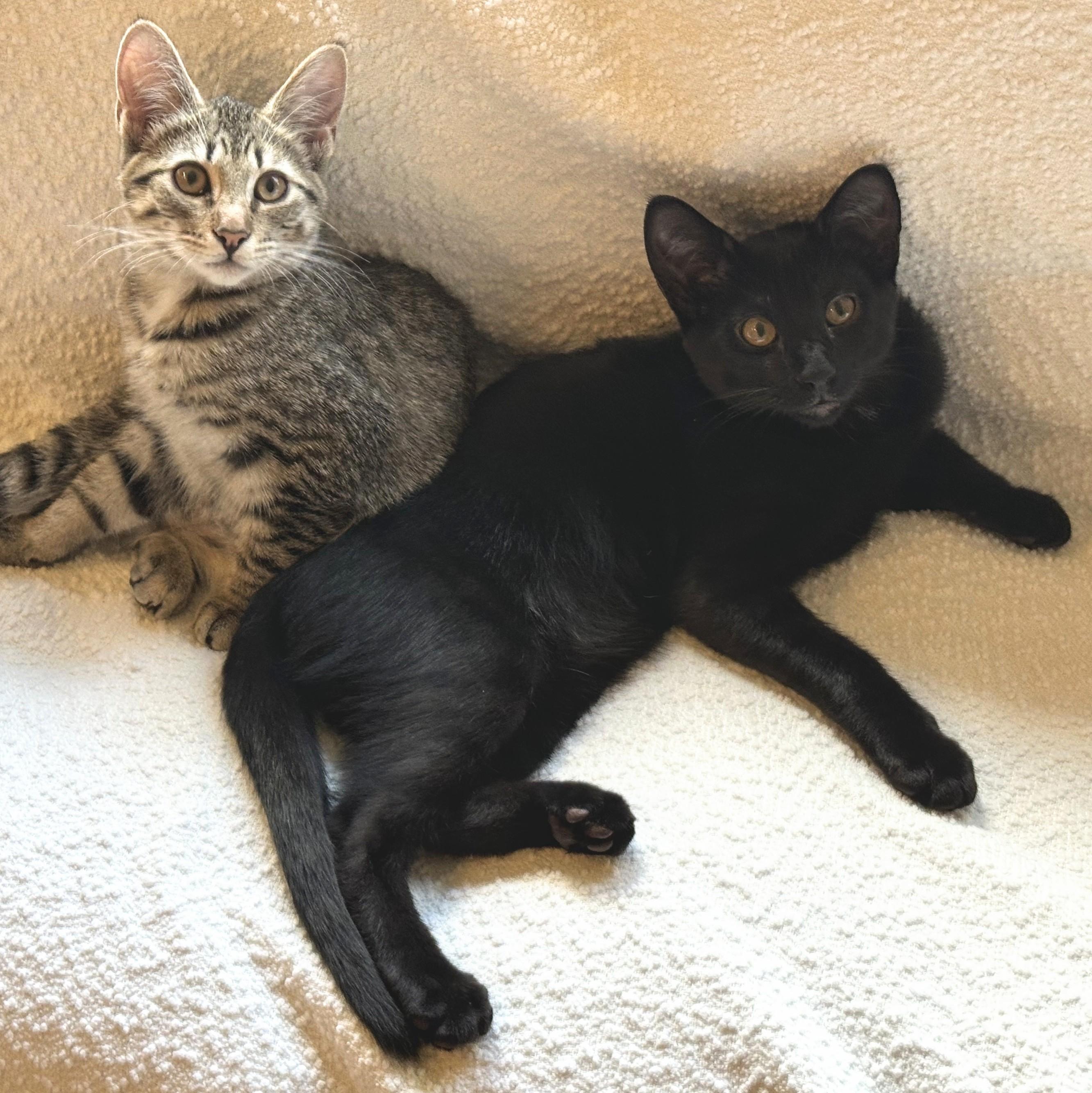 Frankie, Adoptable, Kitten Male Domestic Short Hair.