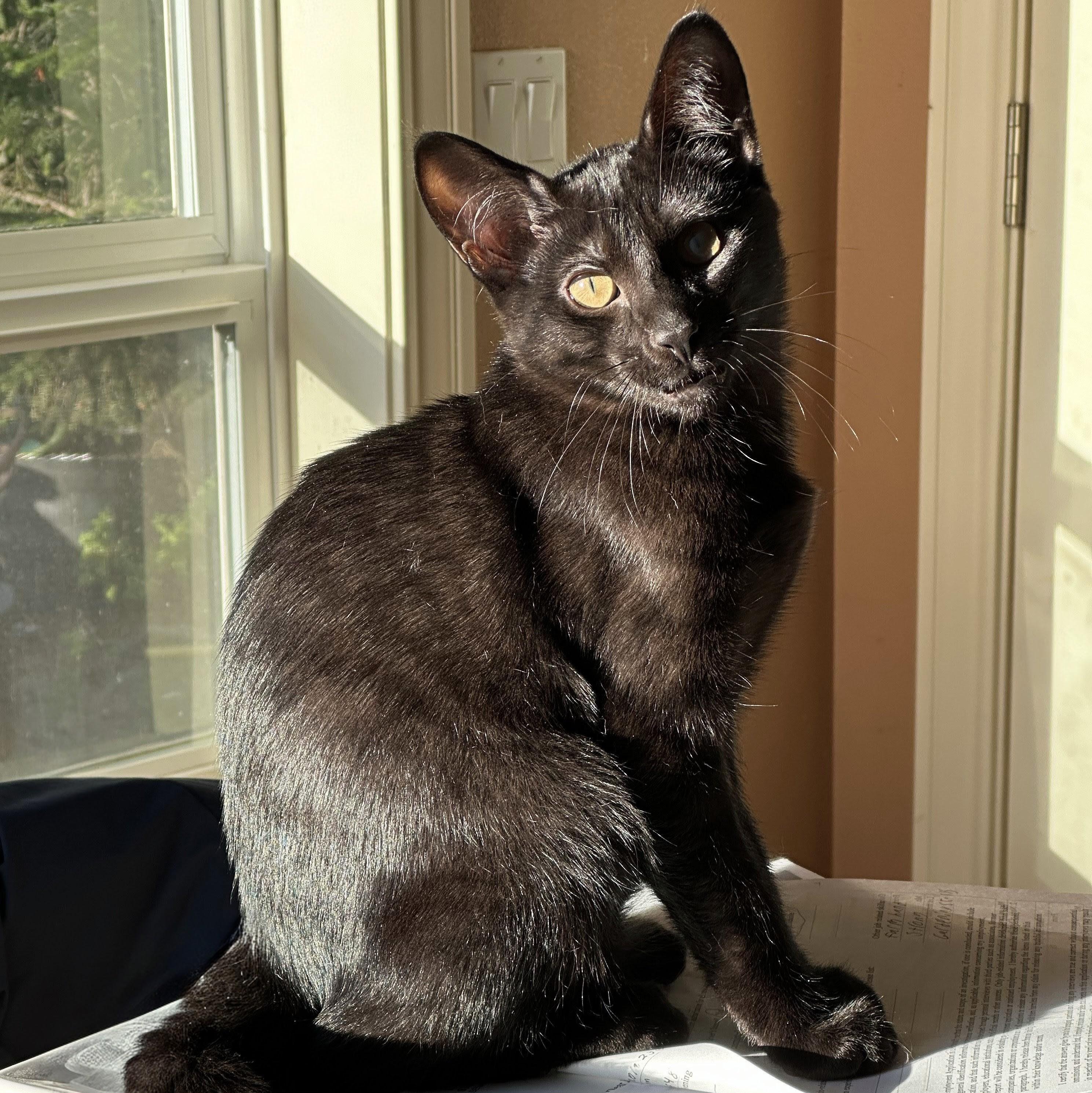 Frankie, a Adoptable Domestic Short Hair in Wilsonville, OR image 2/6