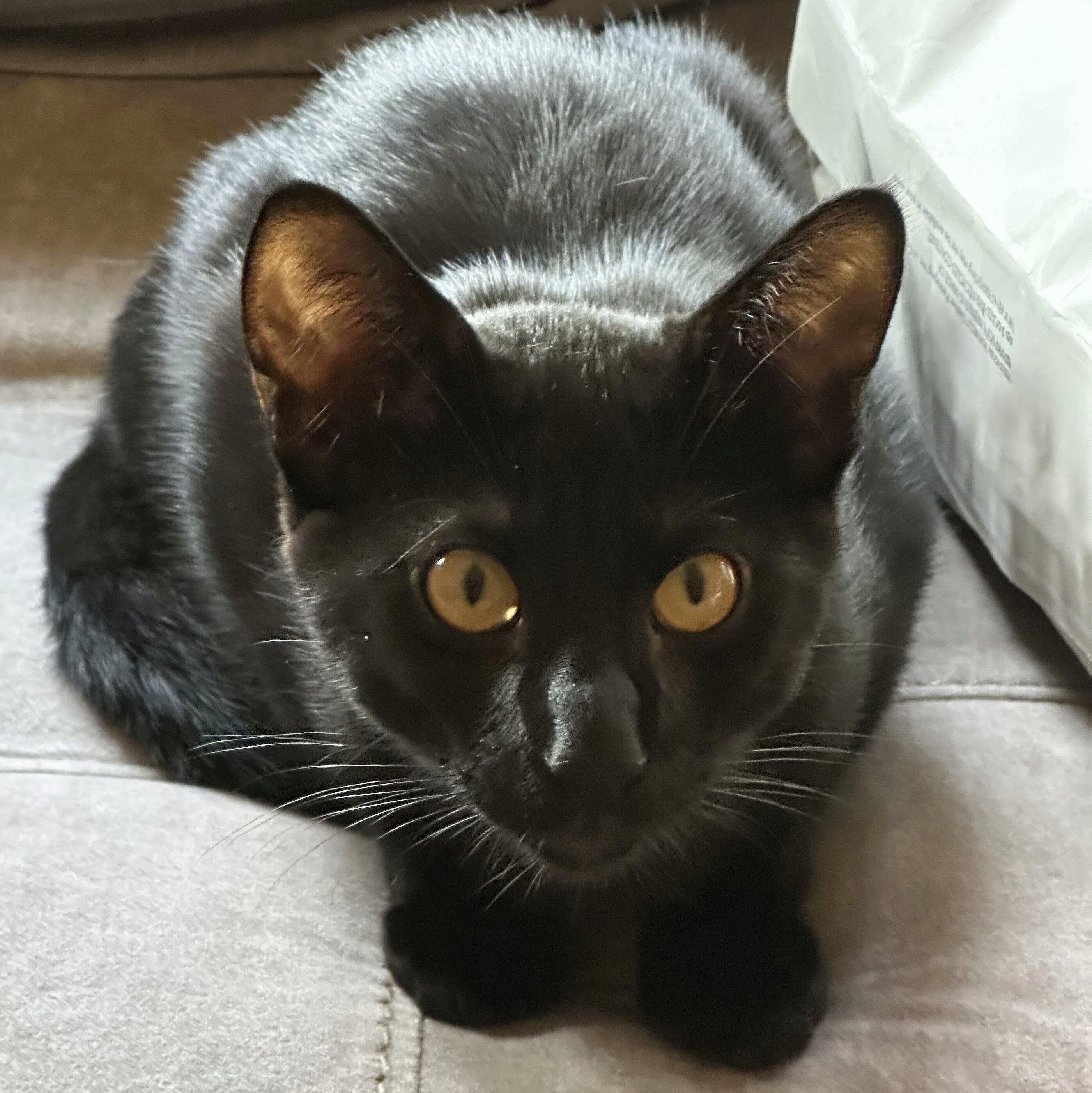Enlarge Frankie, a Adoptable Domestic Short Hair in Wilsonville, OR image 3/6