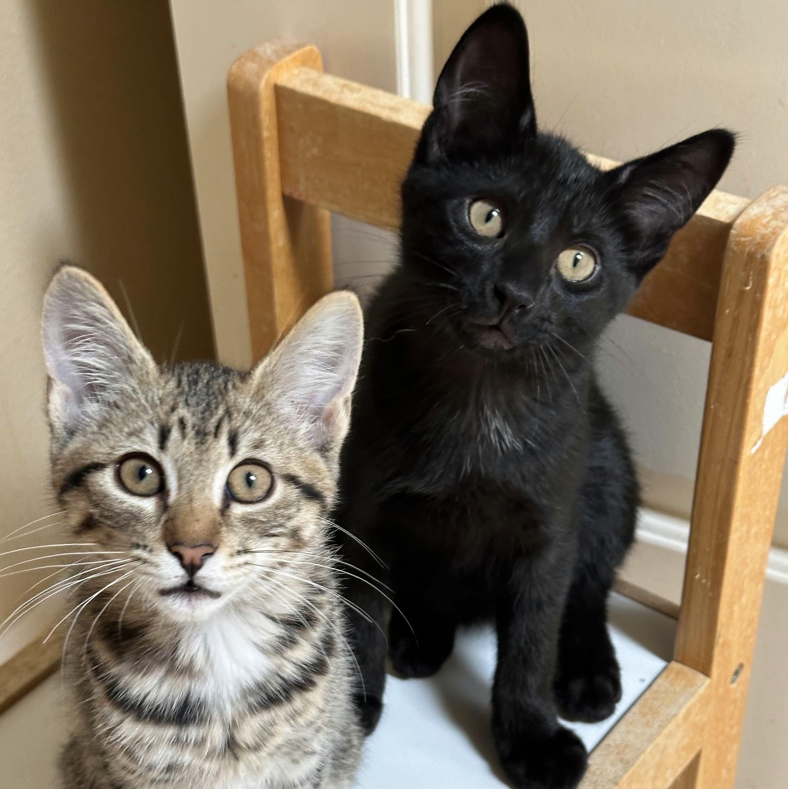 Frankie, a Adoptable Domestic Short Hair in Wilsonville, OR image 4/6