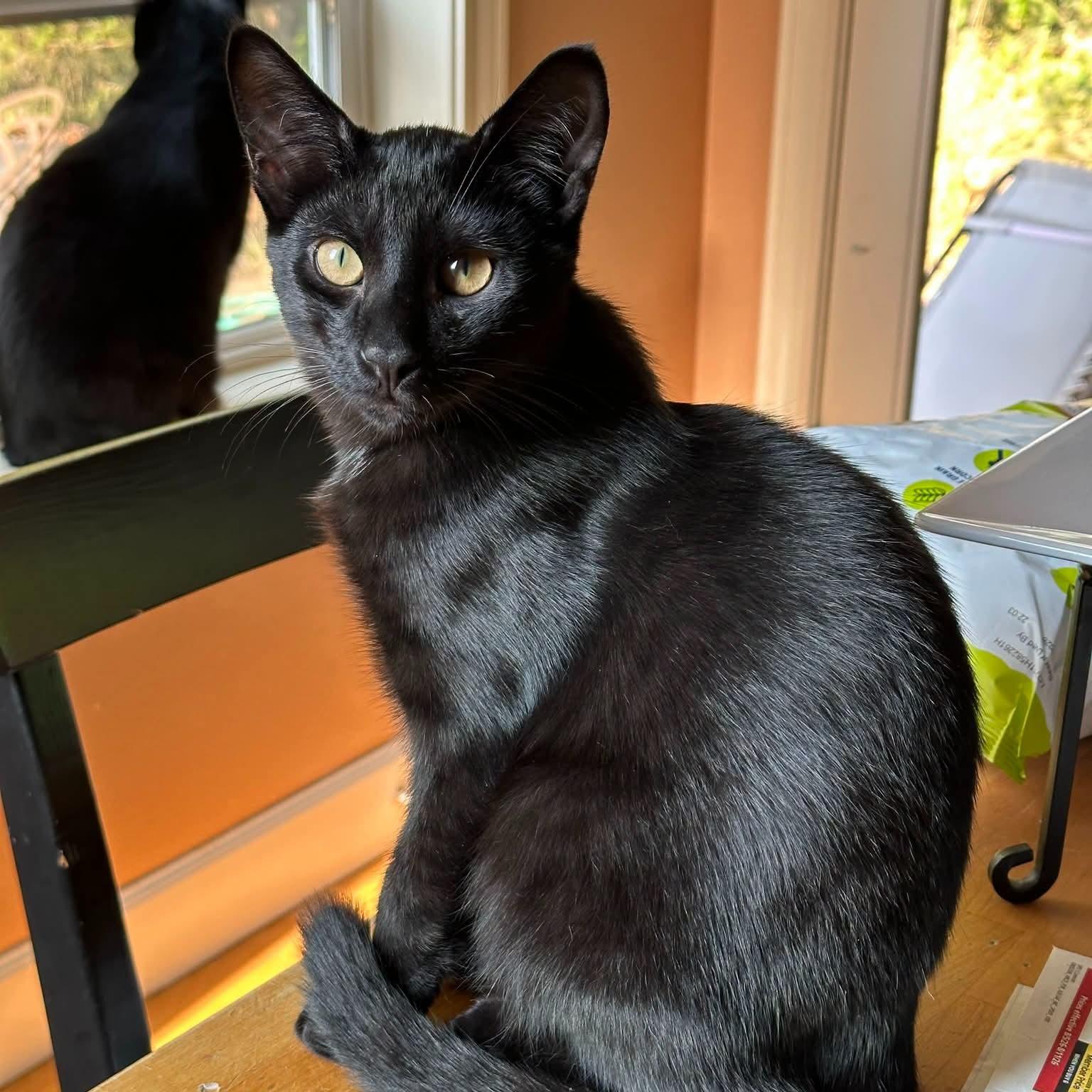 Enlarge Frankie, a Adoptable Domestic Short Hair in Wilsonville, OR image 4/6