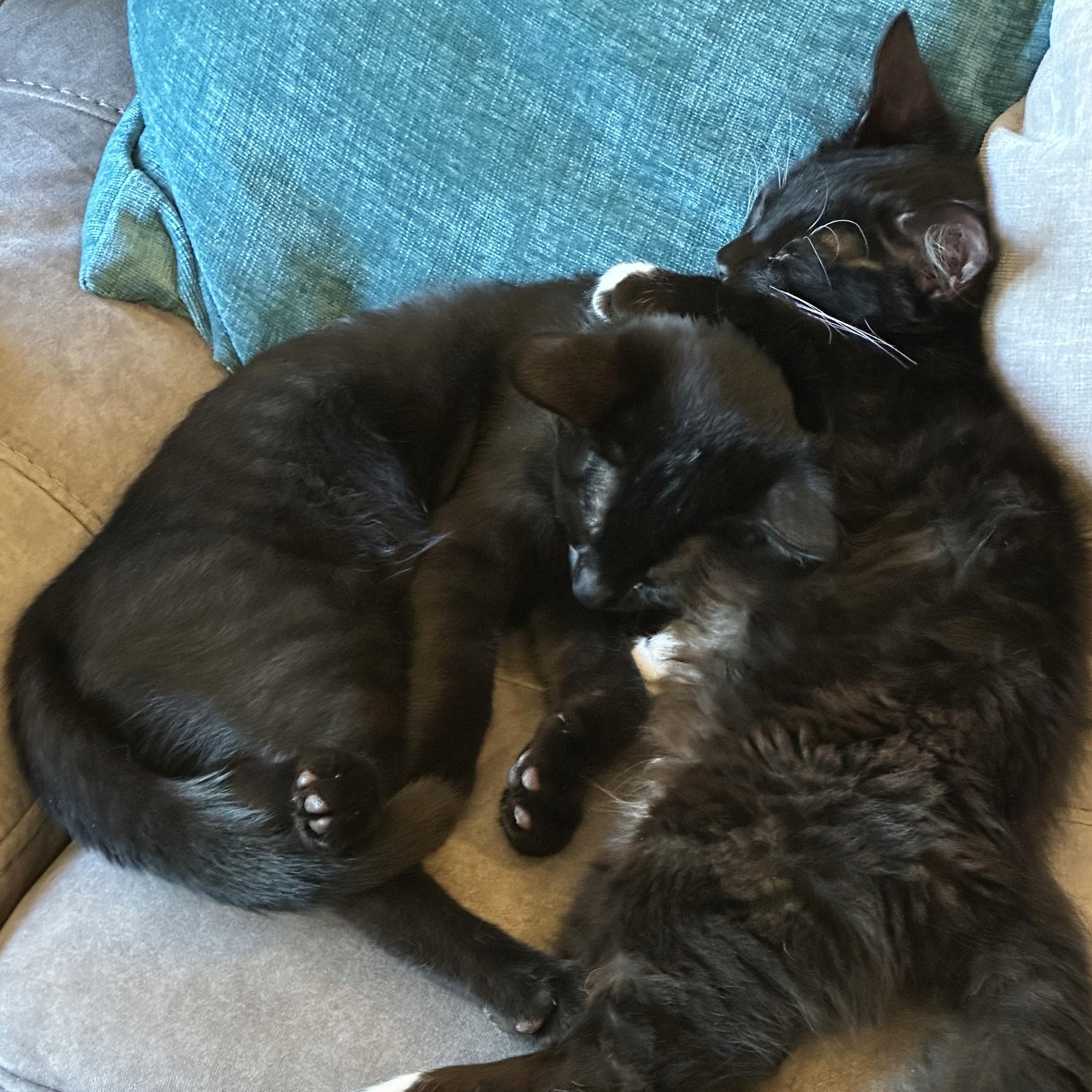 Frankie, a Adoptable Domestic Short Hair in Wilsonville, OR image 5/6