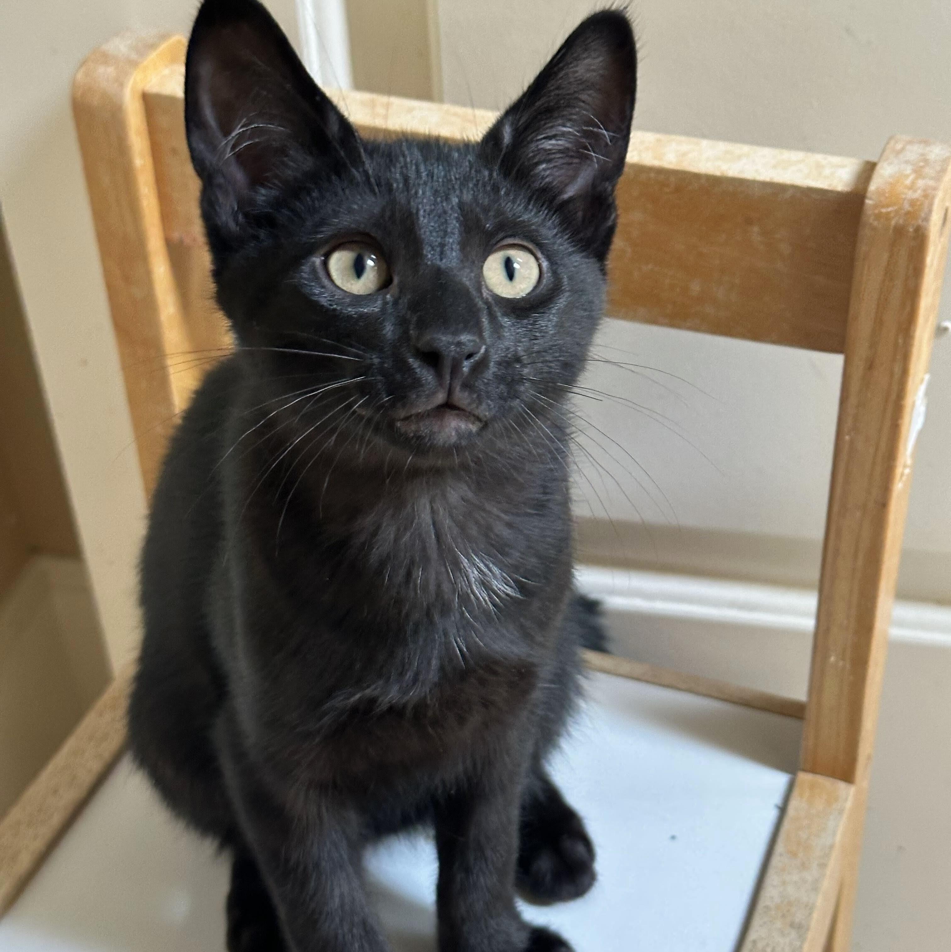 Frankie, a Adoptable Domestic Short Hair in Wilsonville, OR image 6/6