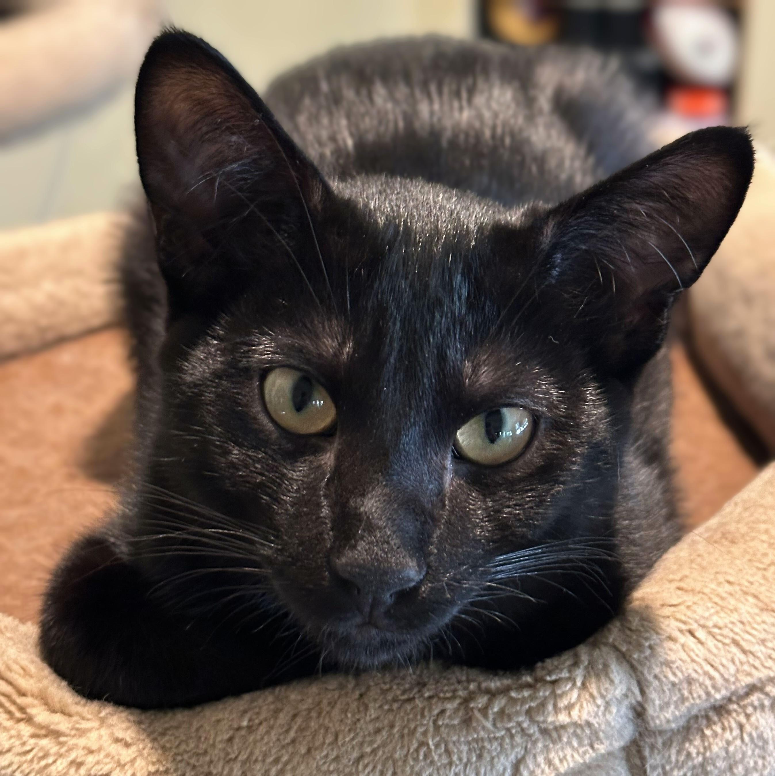 Enlarge Frankie, a Adoptable Domestic Short Hair in Wilsonville, OR image 6/6