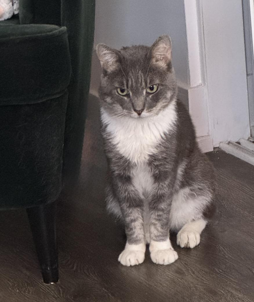 Tortellini, a Adoptable mixed breed in Beverly Hills, CA image 2/4