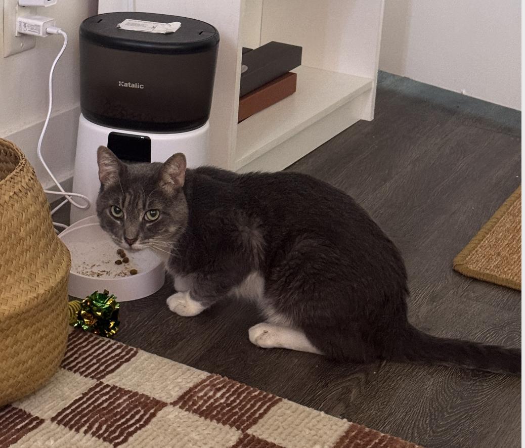 Tortellini, a Adoptable mixed breed in Beverly Hills, CA image 3/4