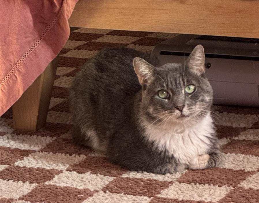 Tortellini, Adoptable, Adult Male Domestic Medium Hair.