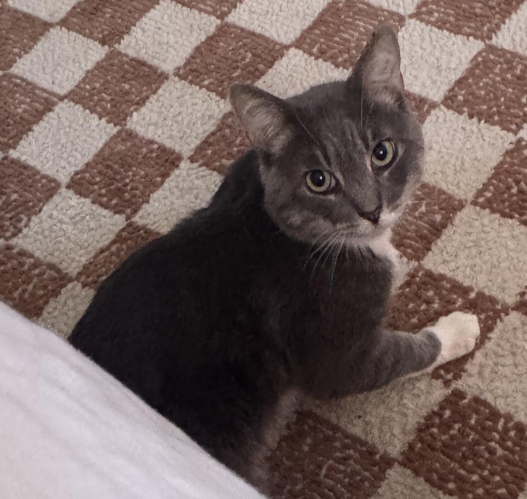 Tortellini, a Adoptable mixed breed in Beverly Hills, CA image 4/4