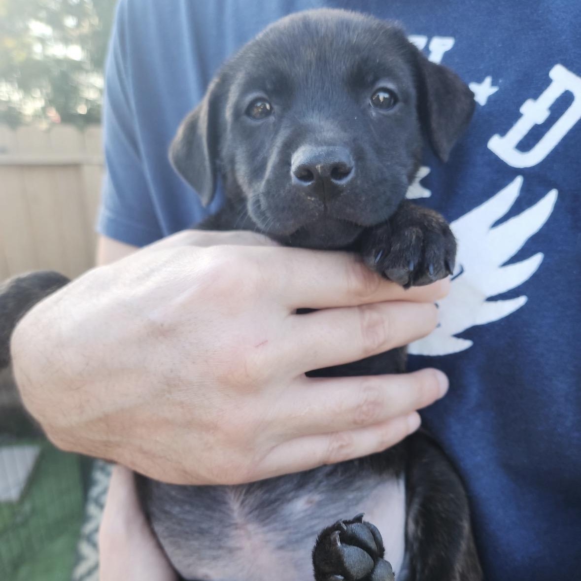 COCOA BEAN!, Adoptable, Puppy Female Labrador Retriever.