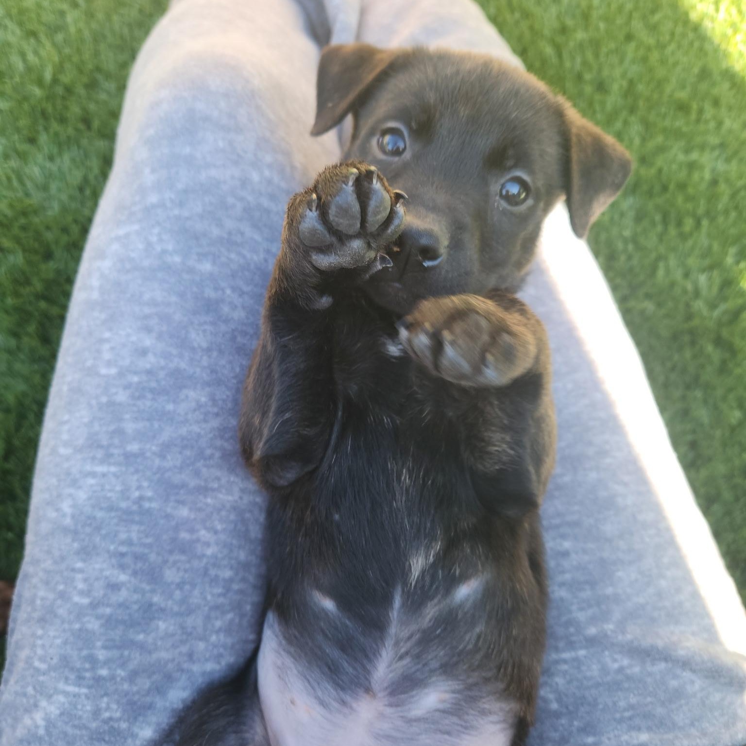 Enlarge COCOA BEAN!, a Adoptable mixed breed in Loomis, CA image 3/5