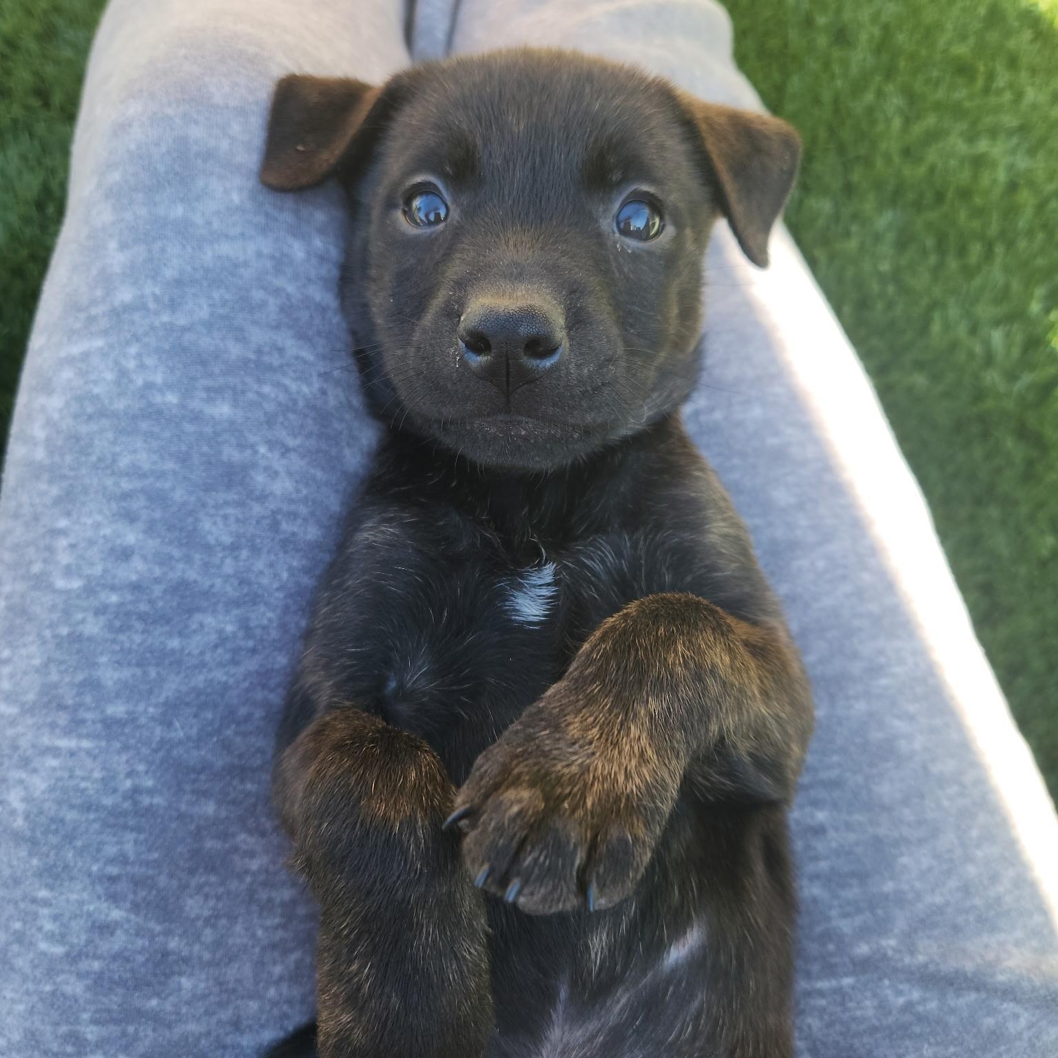 Enlarge COCOA BEAN!, a Adoptable mixed breed in Loomis, CA image 2/5