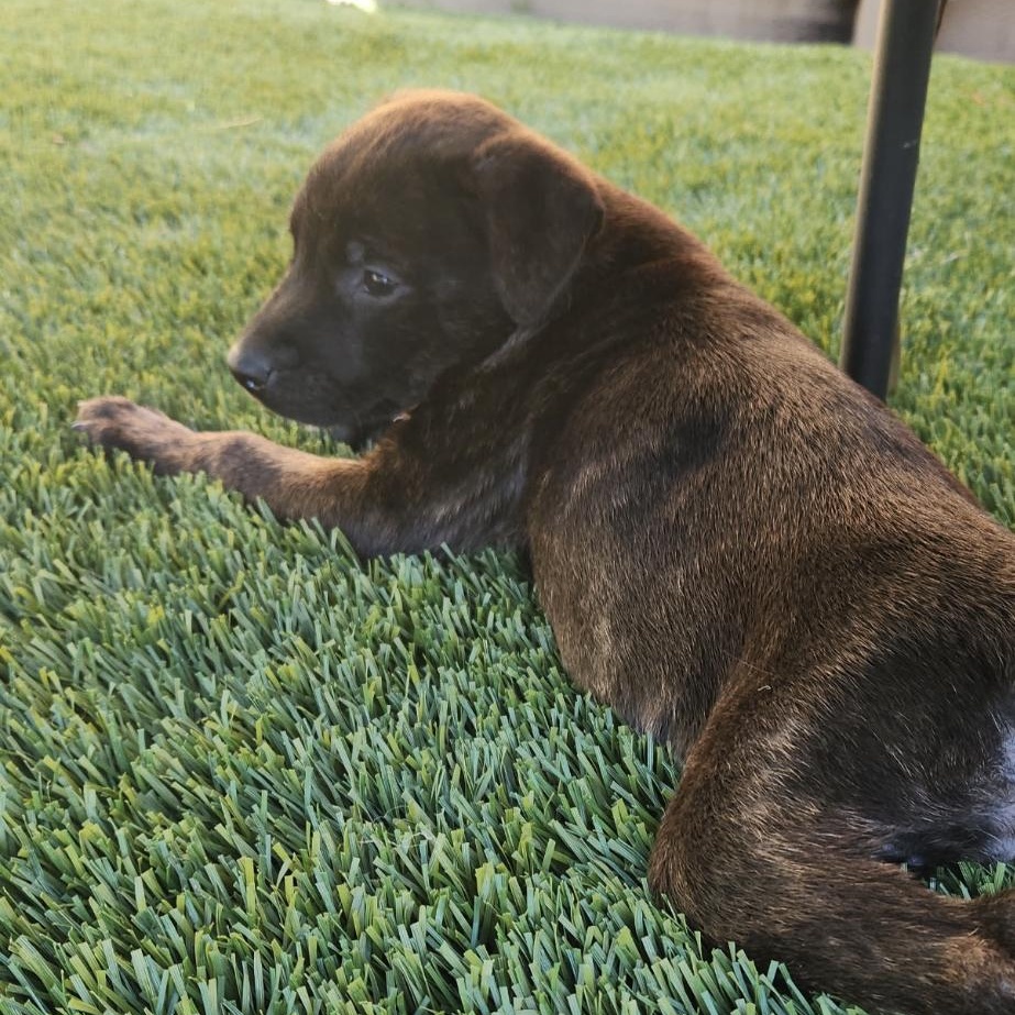 Enlarge COCOA BEAN!, a Adoptable mixed breed in Loomis, CA image 5/5