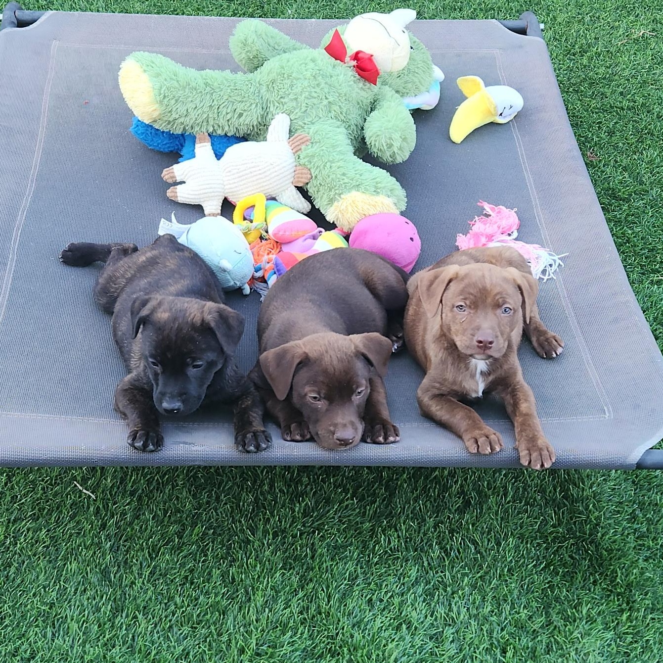 Enlarge COCOA BEAN!, a Adoptable mixed breed in Loomis, CA image 4/5