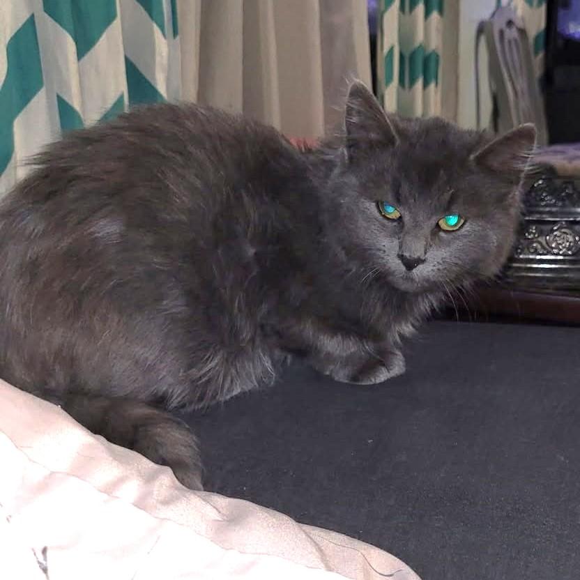 Enlarge Smokey, an adopted mixed breed in Ypsilanti, MI image 3/3