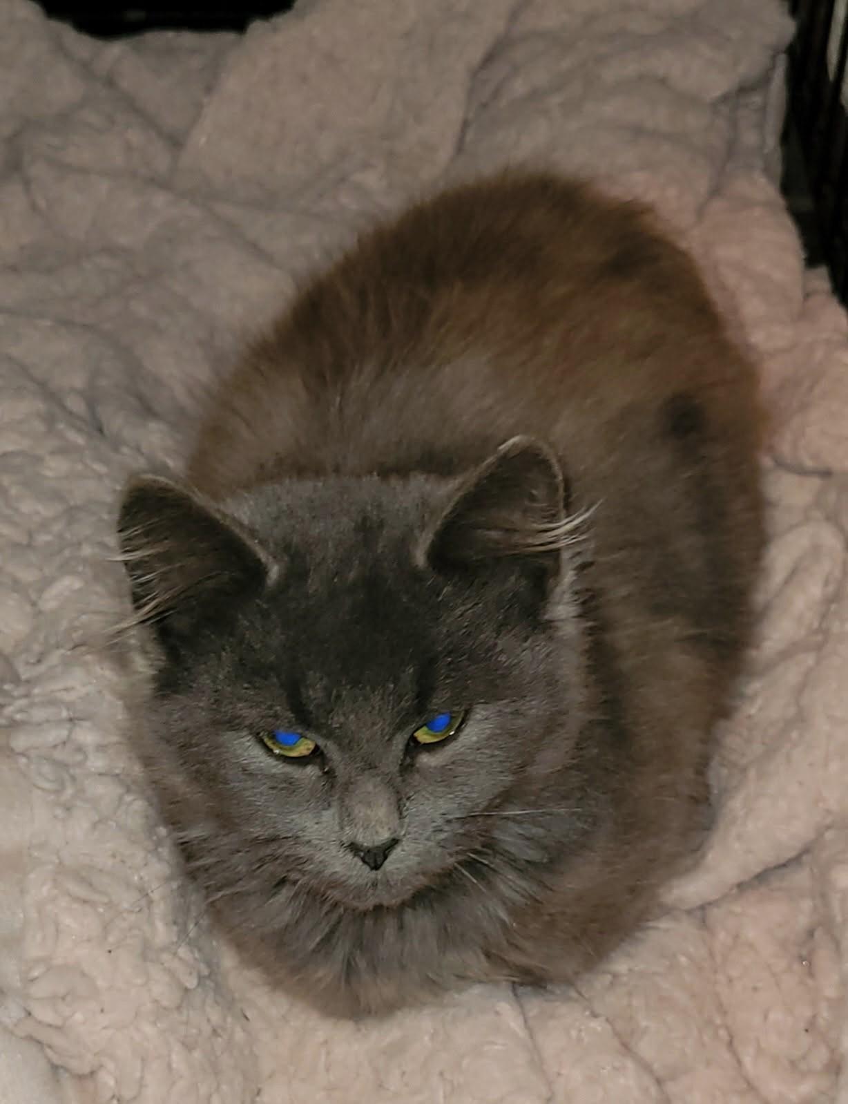 Smokey, adopted, Kitten Male Maine Coon & Nebelung.