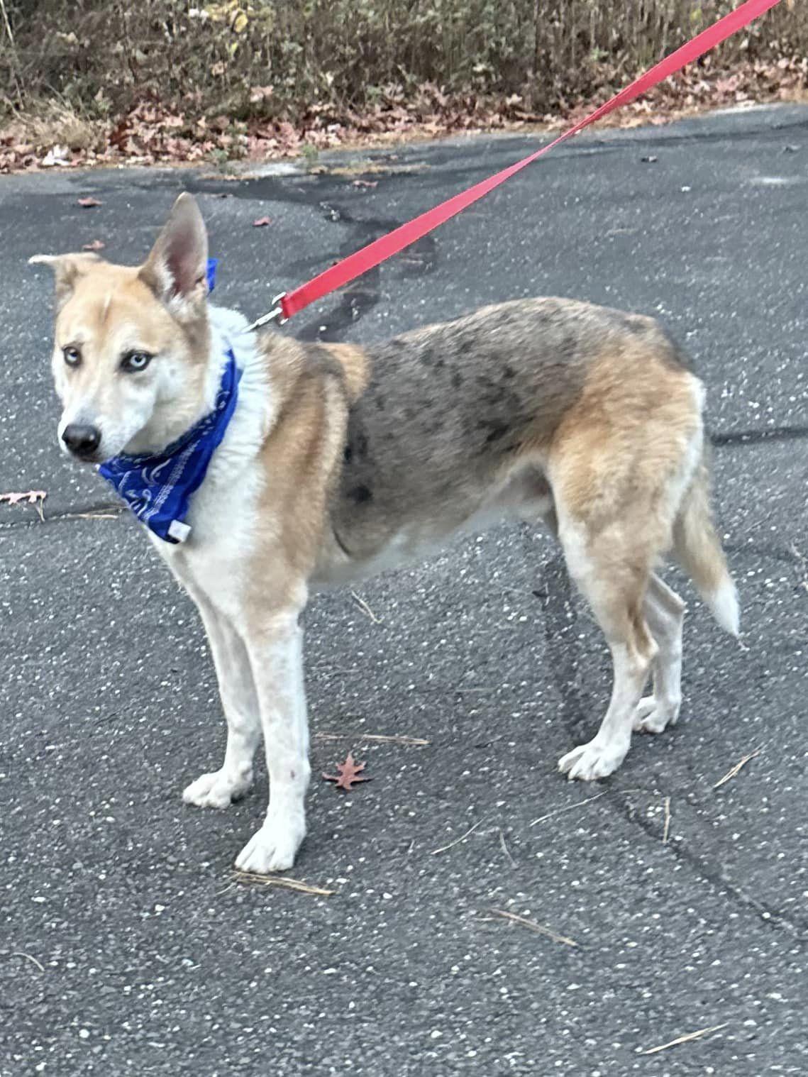 Enlarge Ascoti, a Adoptable mixed breed in Old Westbury, NY image 1/6