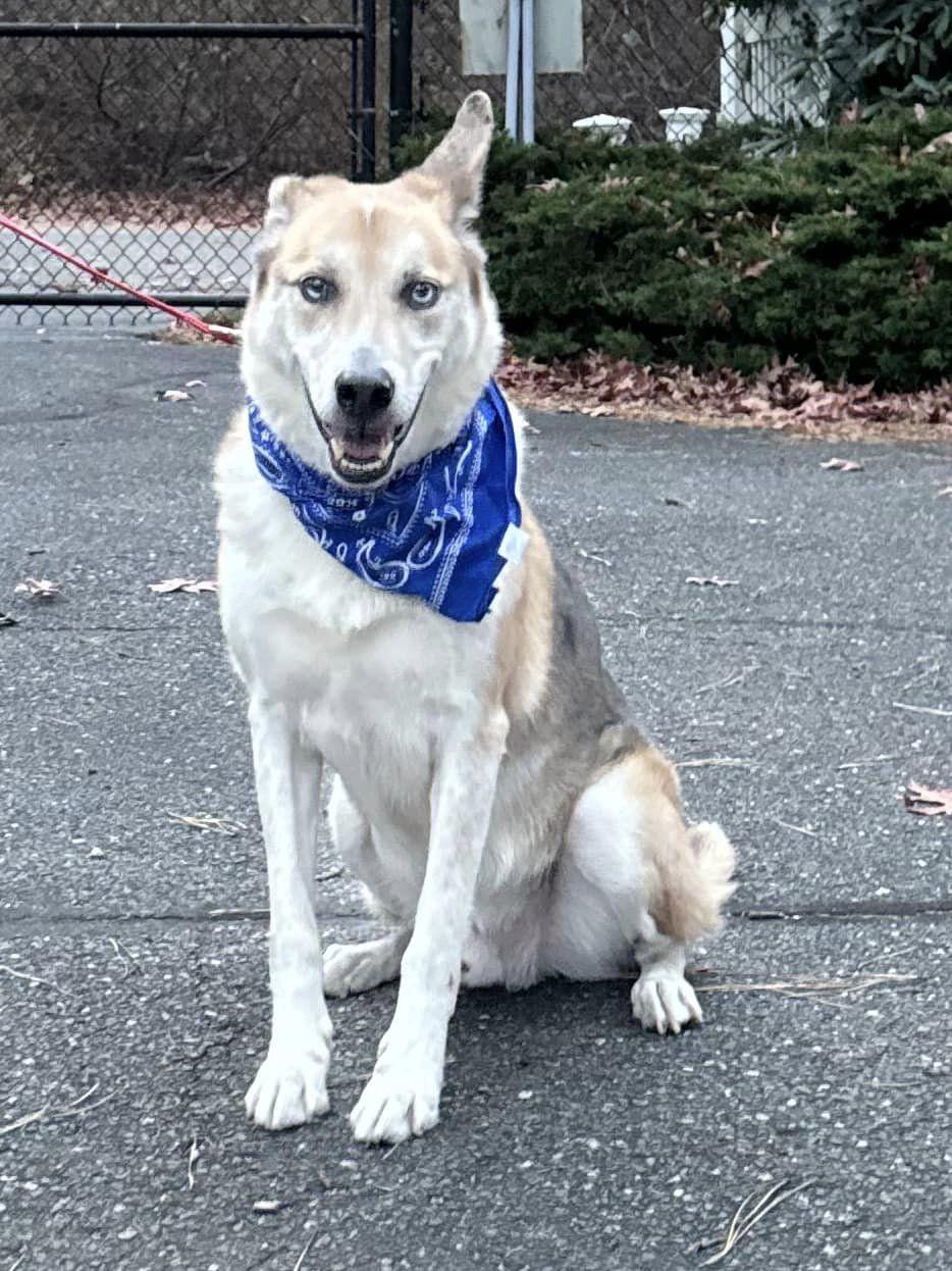 Enlarge Ascoti, a Adoptable mixed breed in Old Westbury, NY image 2/6