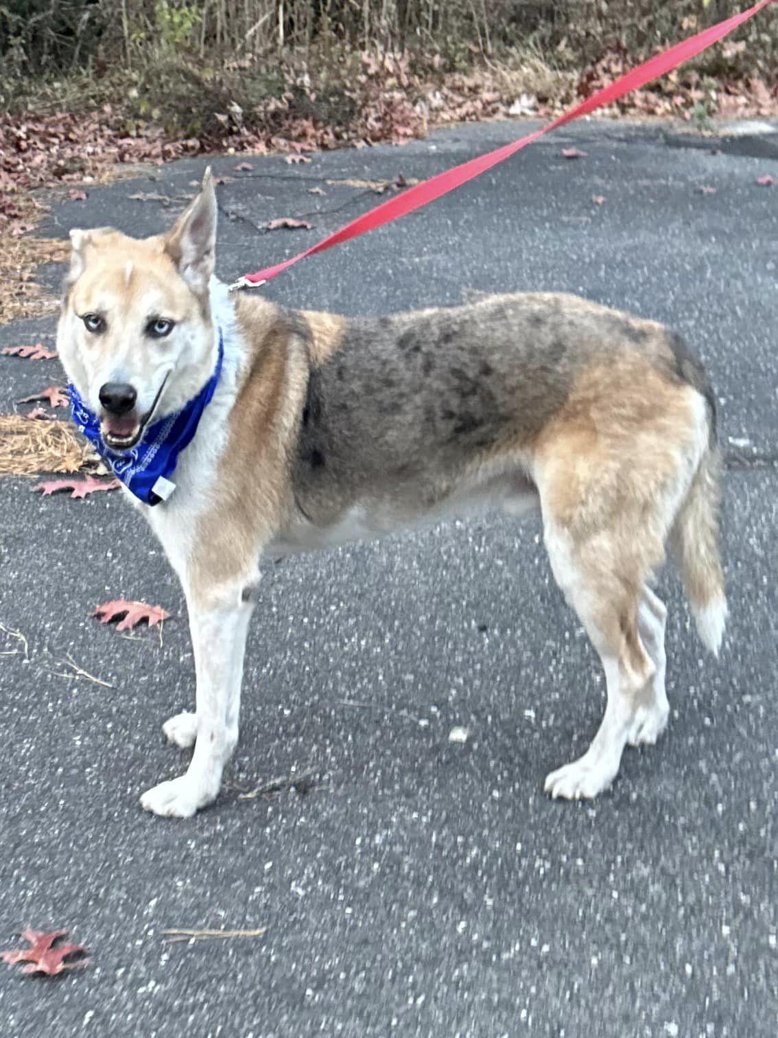 Enlarge Ascoti, a Adoptable mixed breed in Old Westbury, NY image 3/6