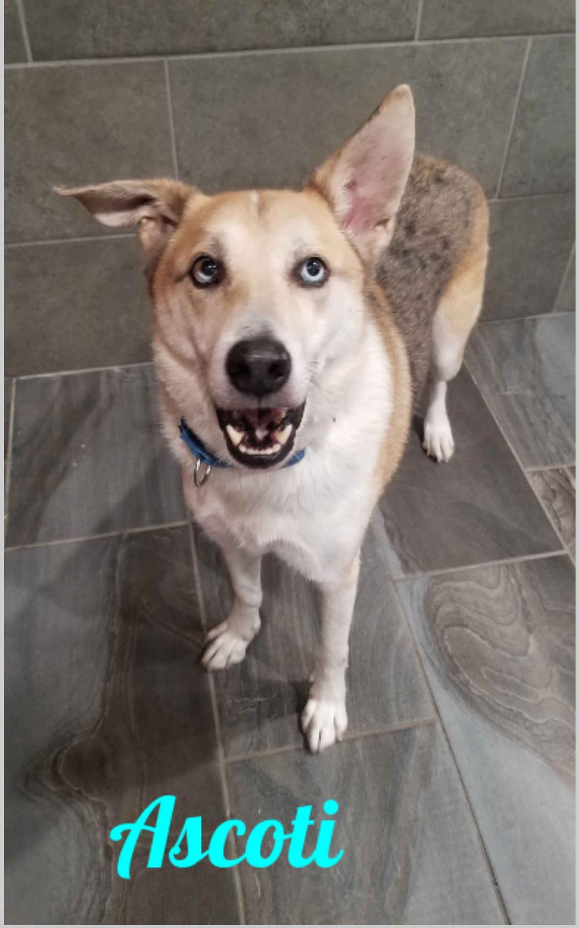 Enlarge Ascoti, a Adoptable mixed breed in Old Westbury, NY image 4/6