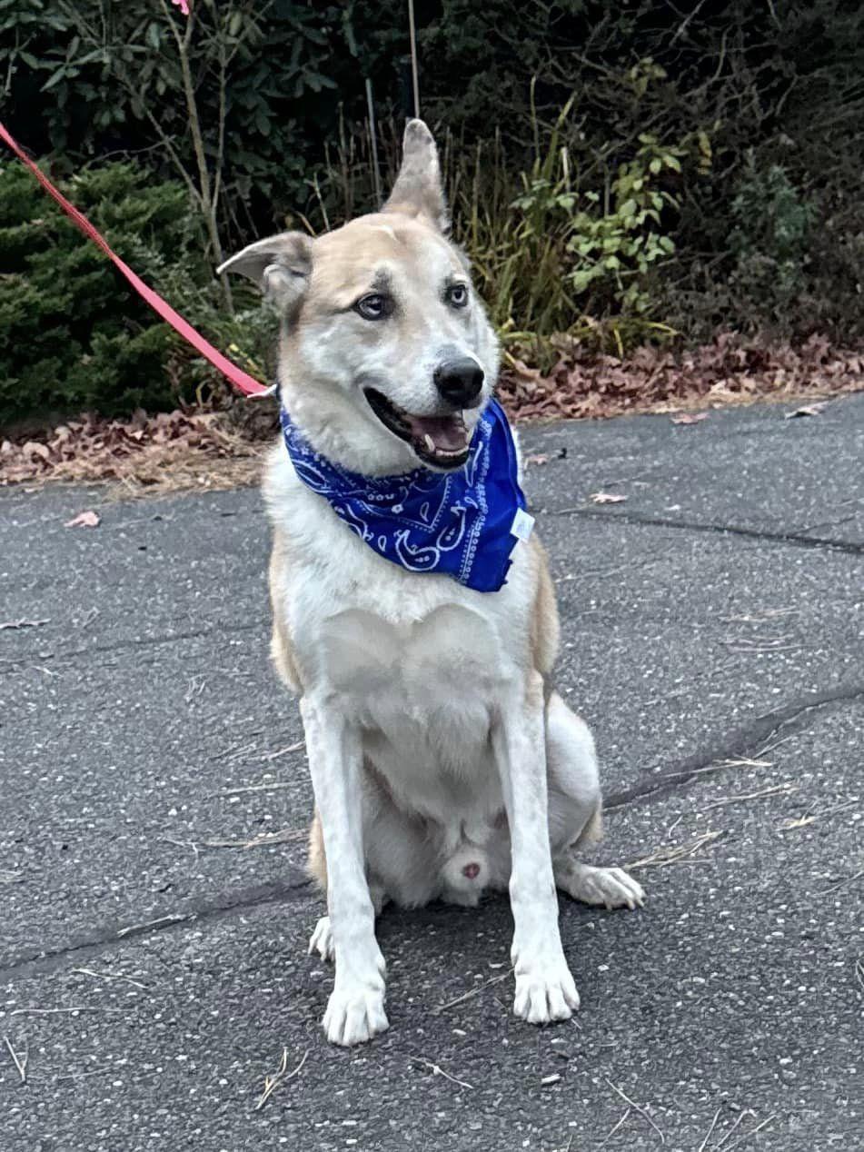 Enlarge Ascoti, a Adoptable mixed breed in Old Westbury, NY image 5/6