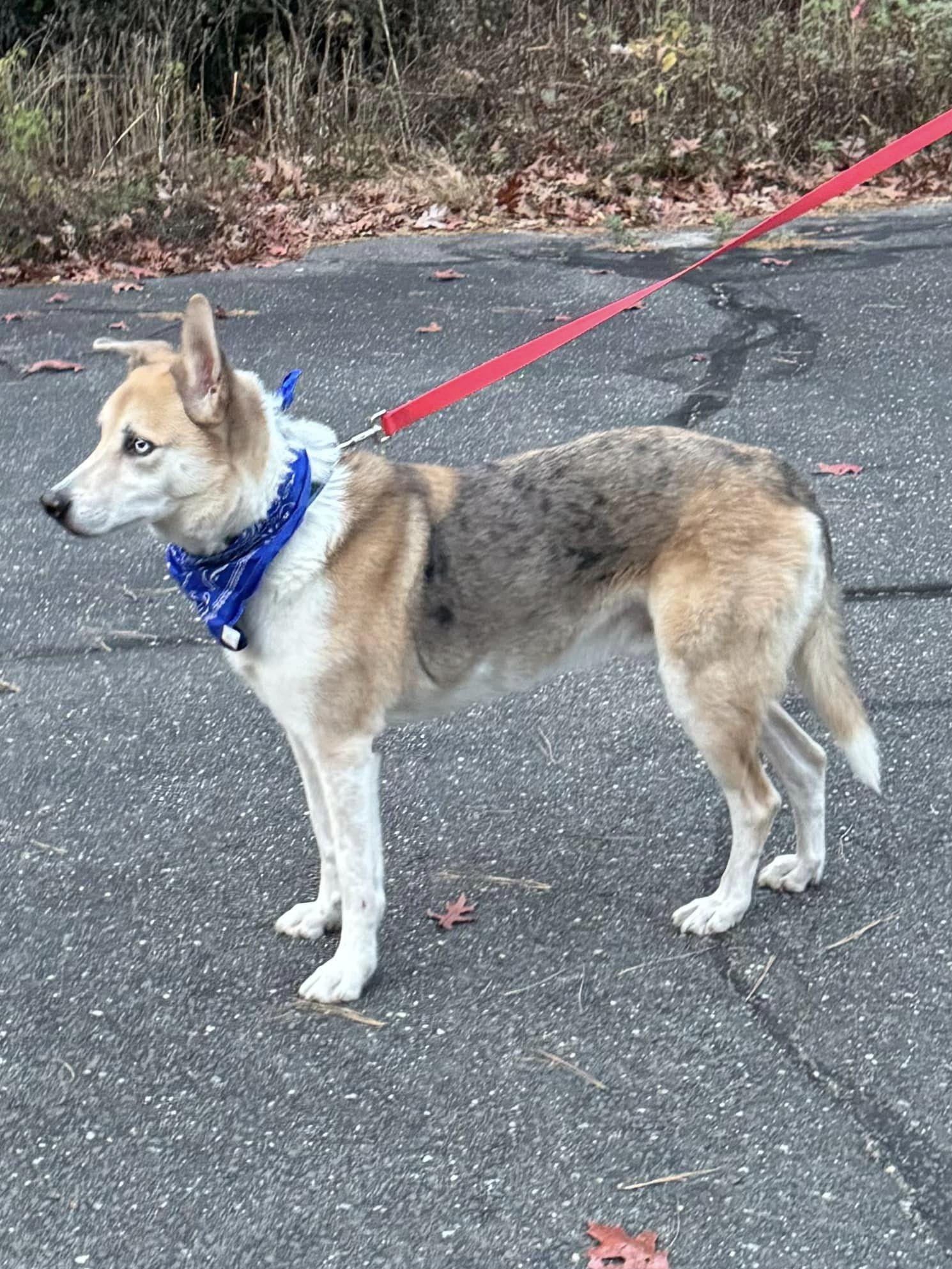 Enlarge Ascoti, a Adoptable mixed breed in Old Westbury, NY image 6/6