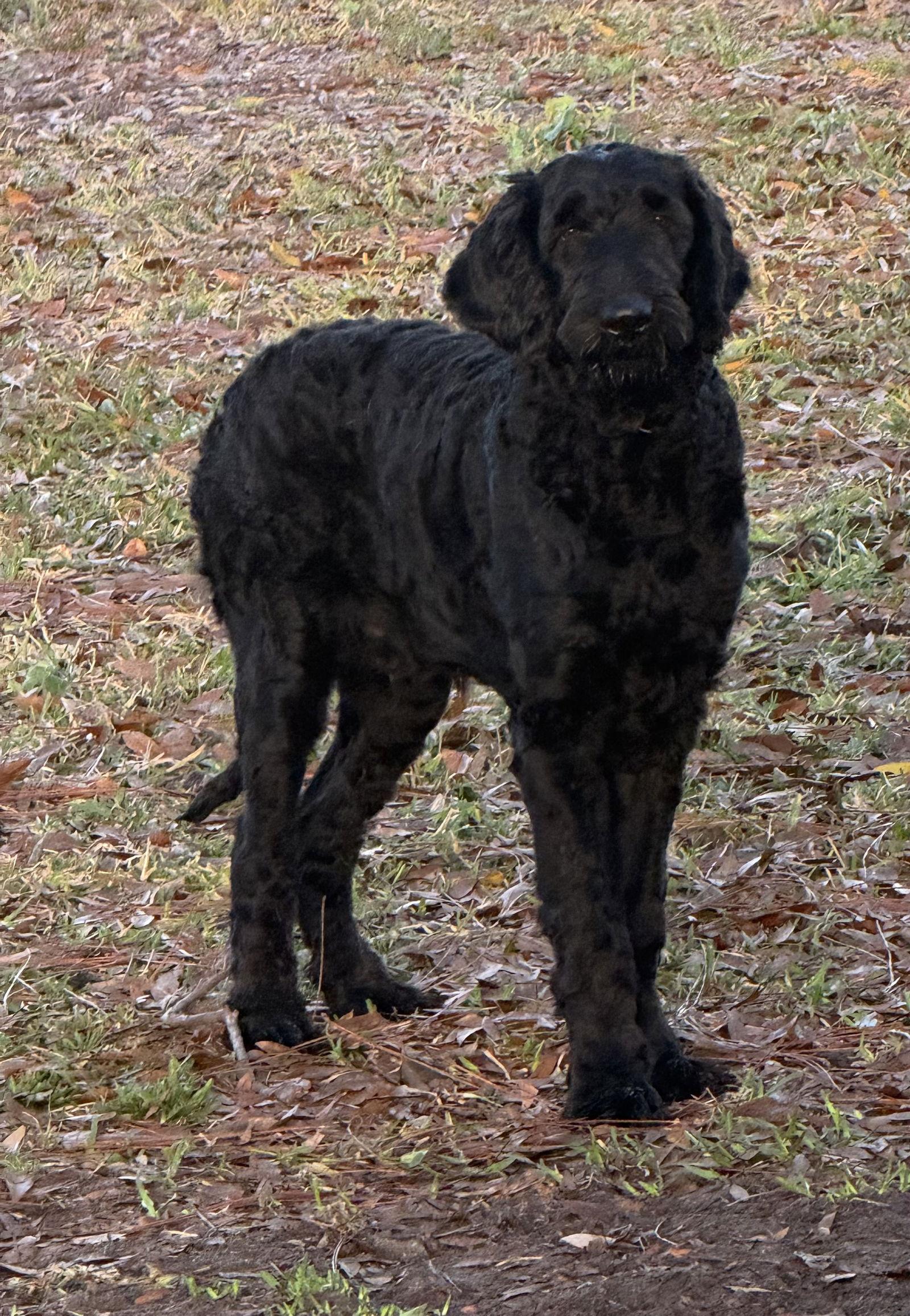 Enlarge Kratos LabD, a Adopted mixed breed in Valrico, FL image 1/3