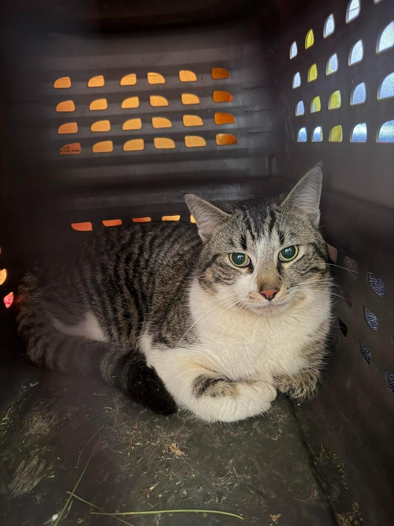 Enlarge Bartholomeow, a Adoptable Domestic Short Hair in Cloquet, MN image 1/2