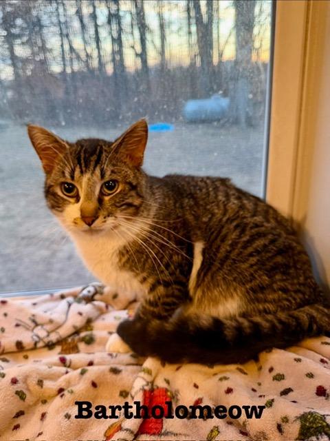 Enlarge Bartholomeow, a Adoptable Domestic Short Hair in Cloquet, MN image 2/2