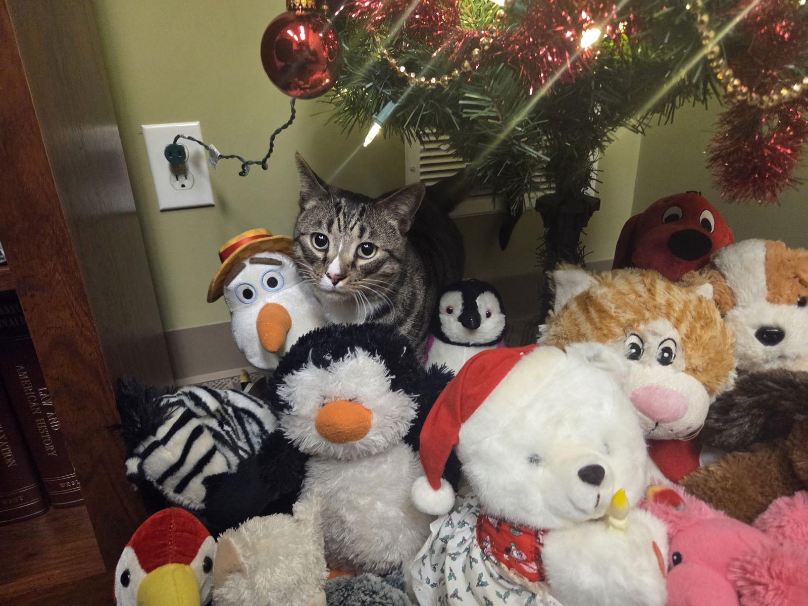 Wally, Adoptable, Young Male Domestic Short Hair.