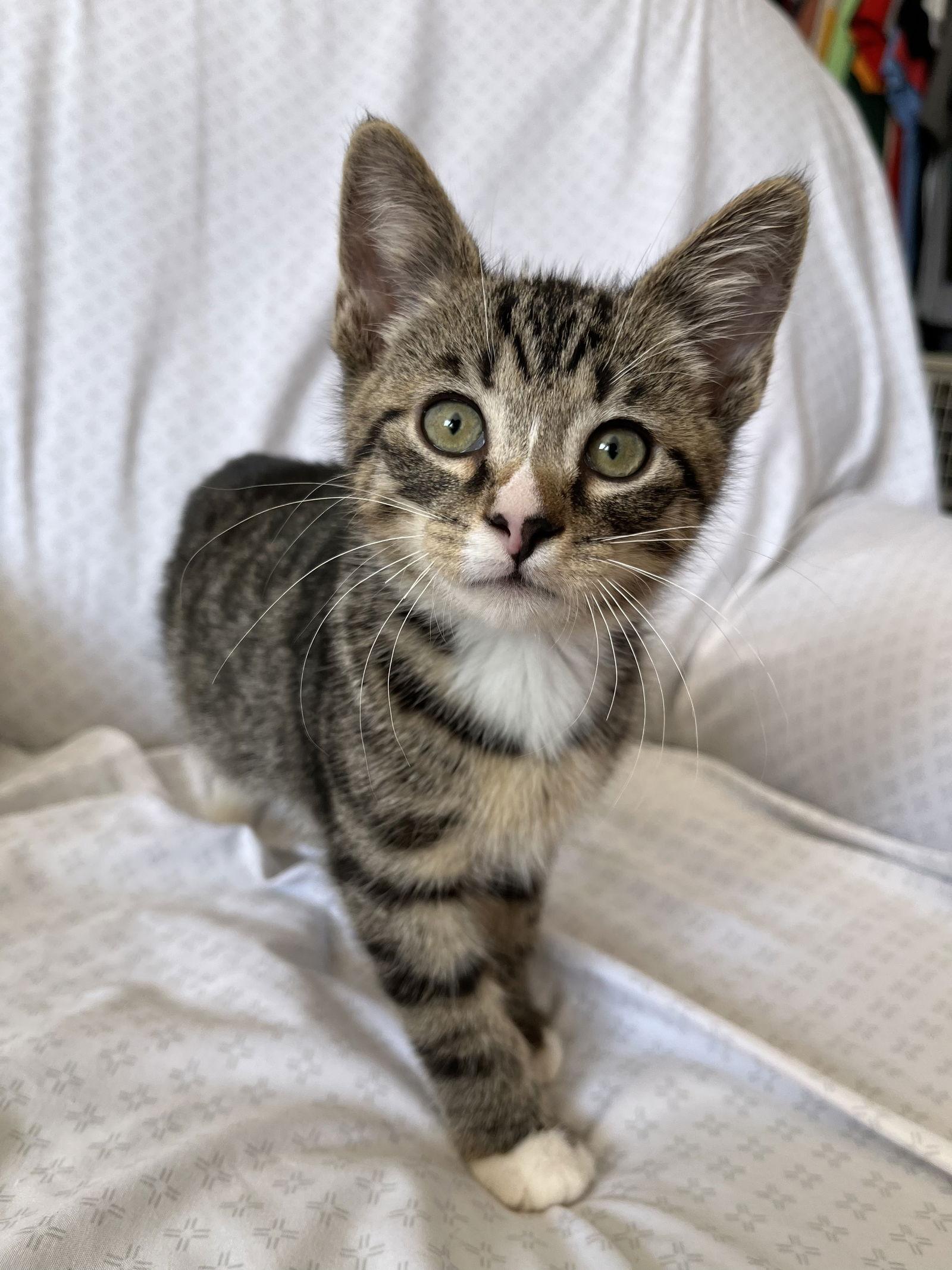 Enlarge Wally, a Adoptable Domestic Short Hair in Canal Winchester, OH image 2/3