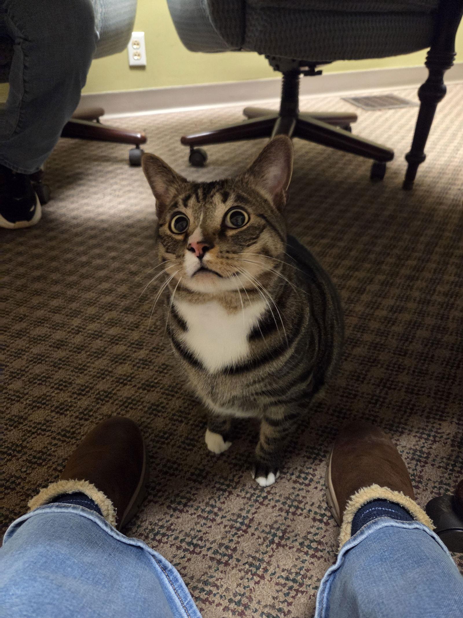 Enlarge Wally, a Adoptable Domestic Short Hair in Canal Winchester, OH image 3/3