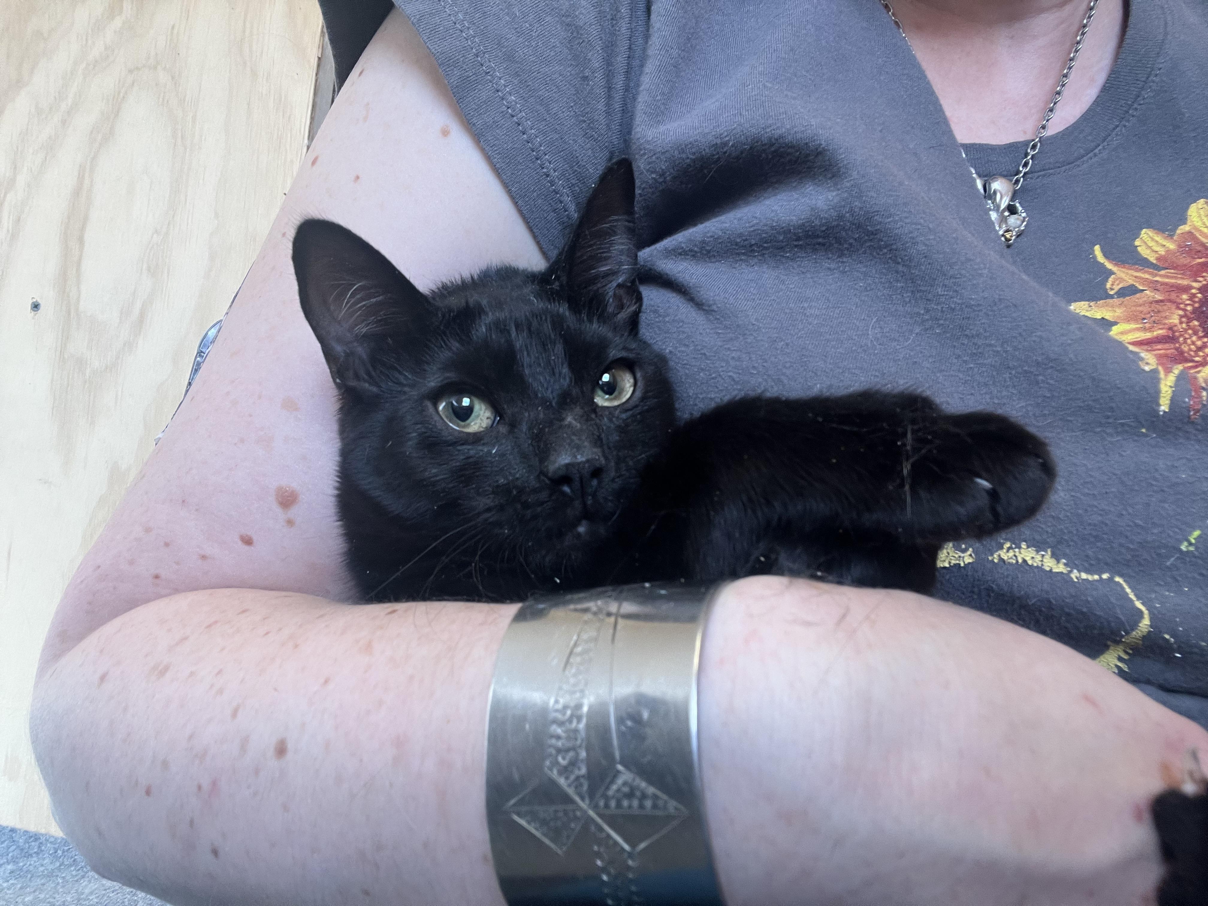Coolio, an adoptable Domestic Short Hair in Anchorage, AK, 99518 | Photo Image 2