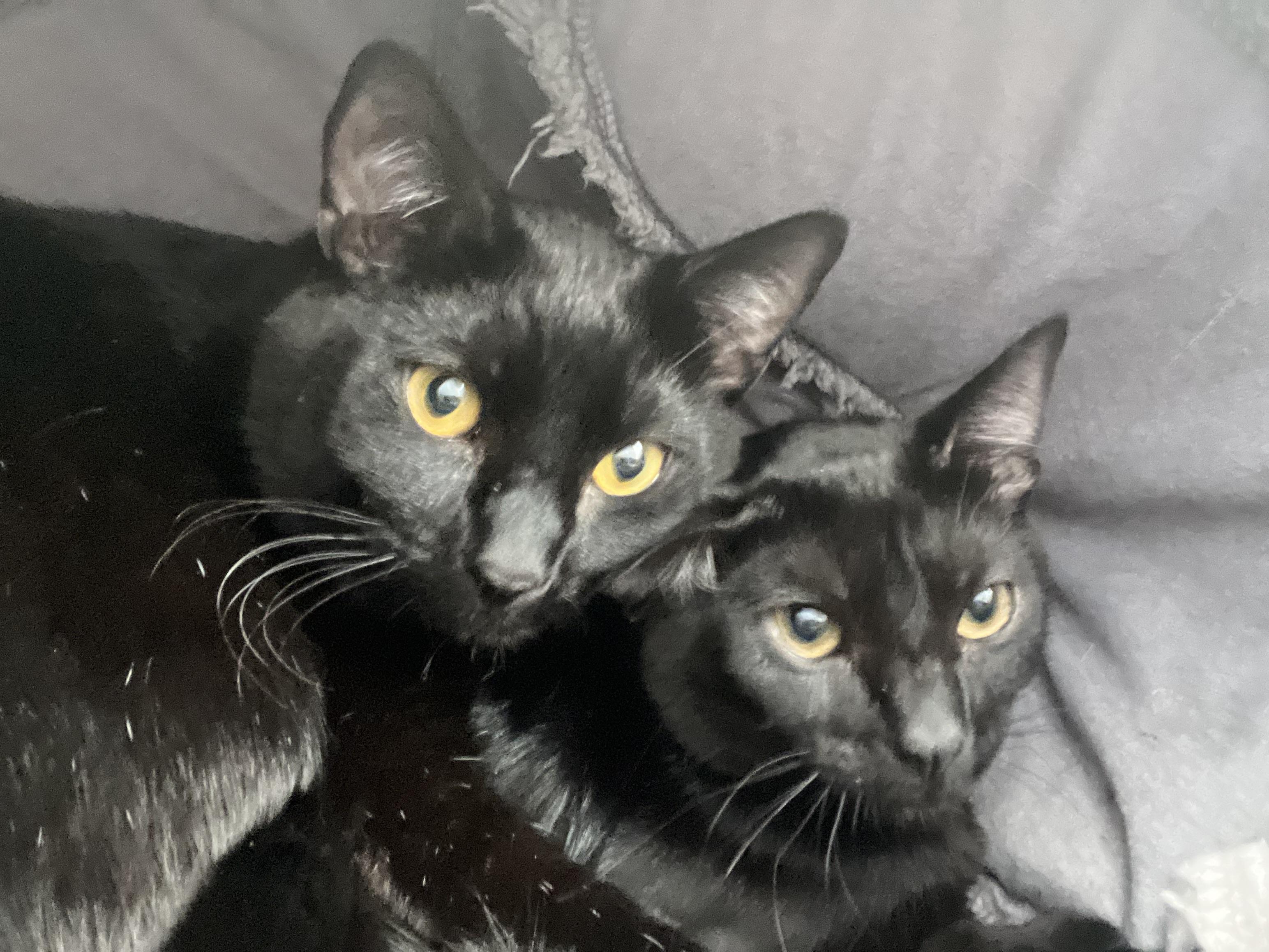 Coolio, a Adoptable mixed breed in Anchorage, AK image 4/4