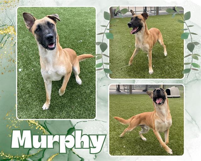 Enlarge MURPHY, a Adoptable Belgian Shepherd / Malinois in Pearland, TX image 1/1
