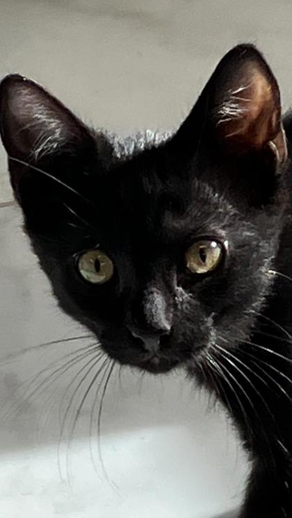 Enlarge Snapdragon, a Adoptable mixed breed in Venice, FL image 1/3