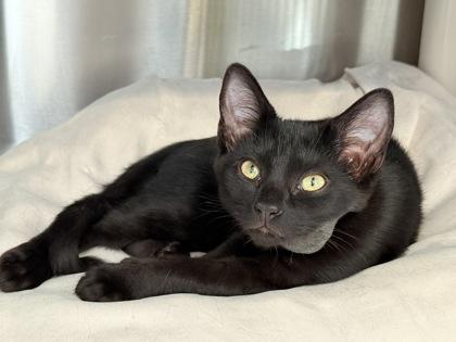 Enlarge Snapdragon, a Adoptable mixed breed in Venice, FL image 2/3