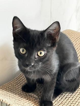 Enlarge Snapdragon, a Adoptable mixed breed in Venice, FL image 3/3