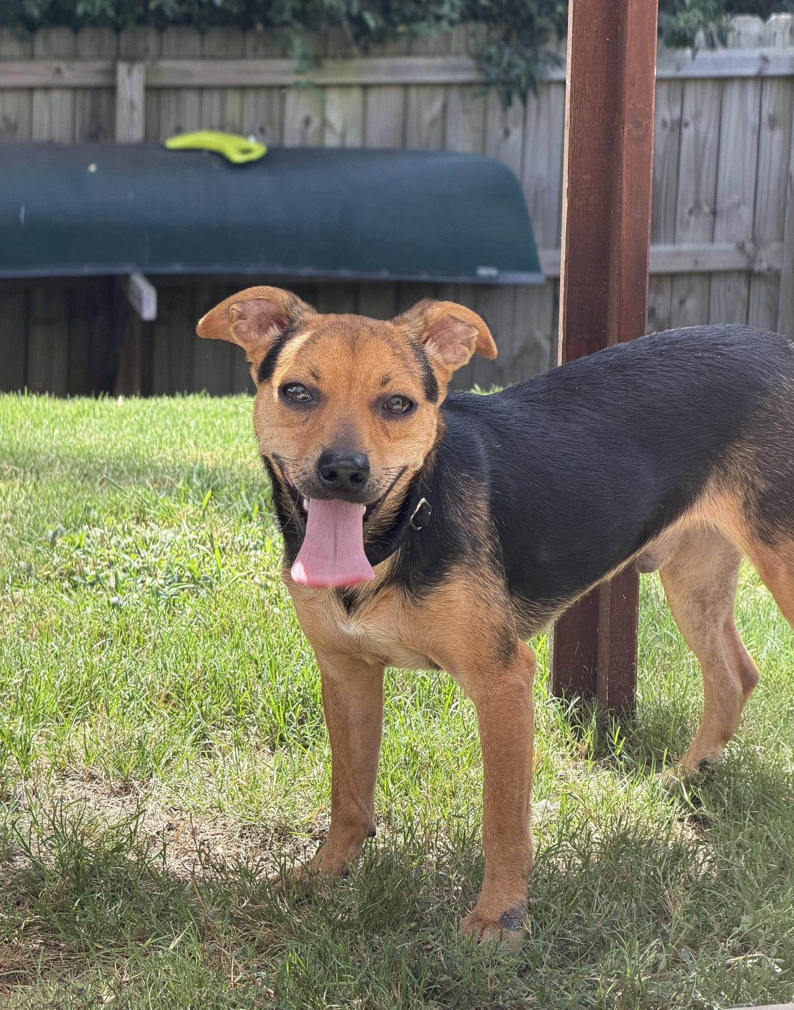 Enlarge Poppy, a Adoptable Chihuahua in Charlotte, NC image 1/3