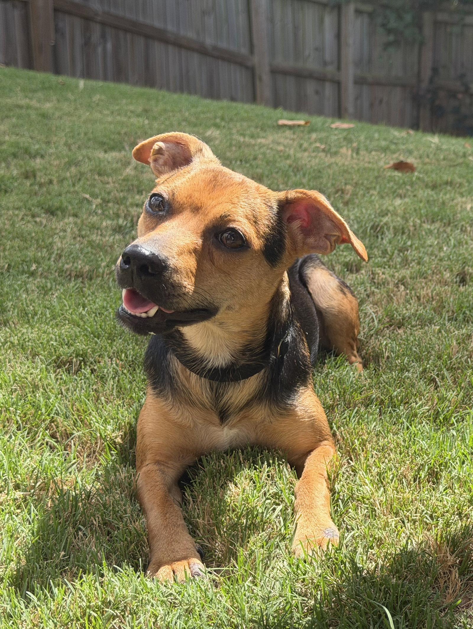 Enlarge Poppy, a Adoptable Chihuahua in Charlotte, NC image 2/3