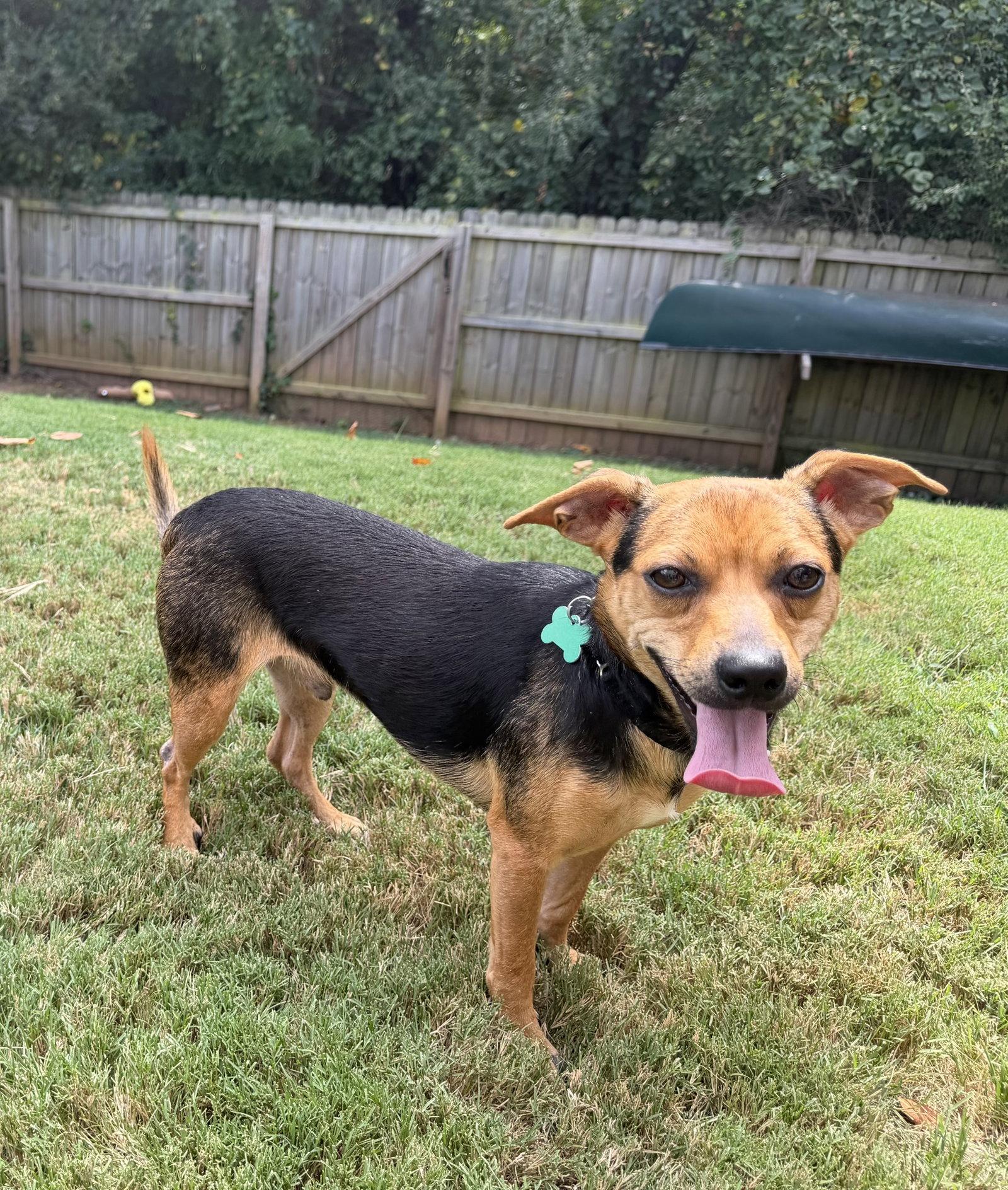 Enlarge Poppy, a Adoptable Chihuahua in Charlotte, NC image 3/3