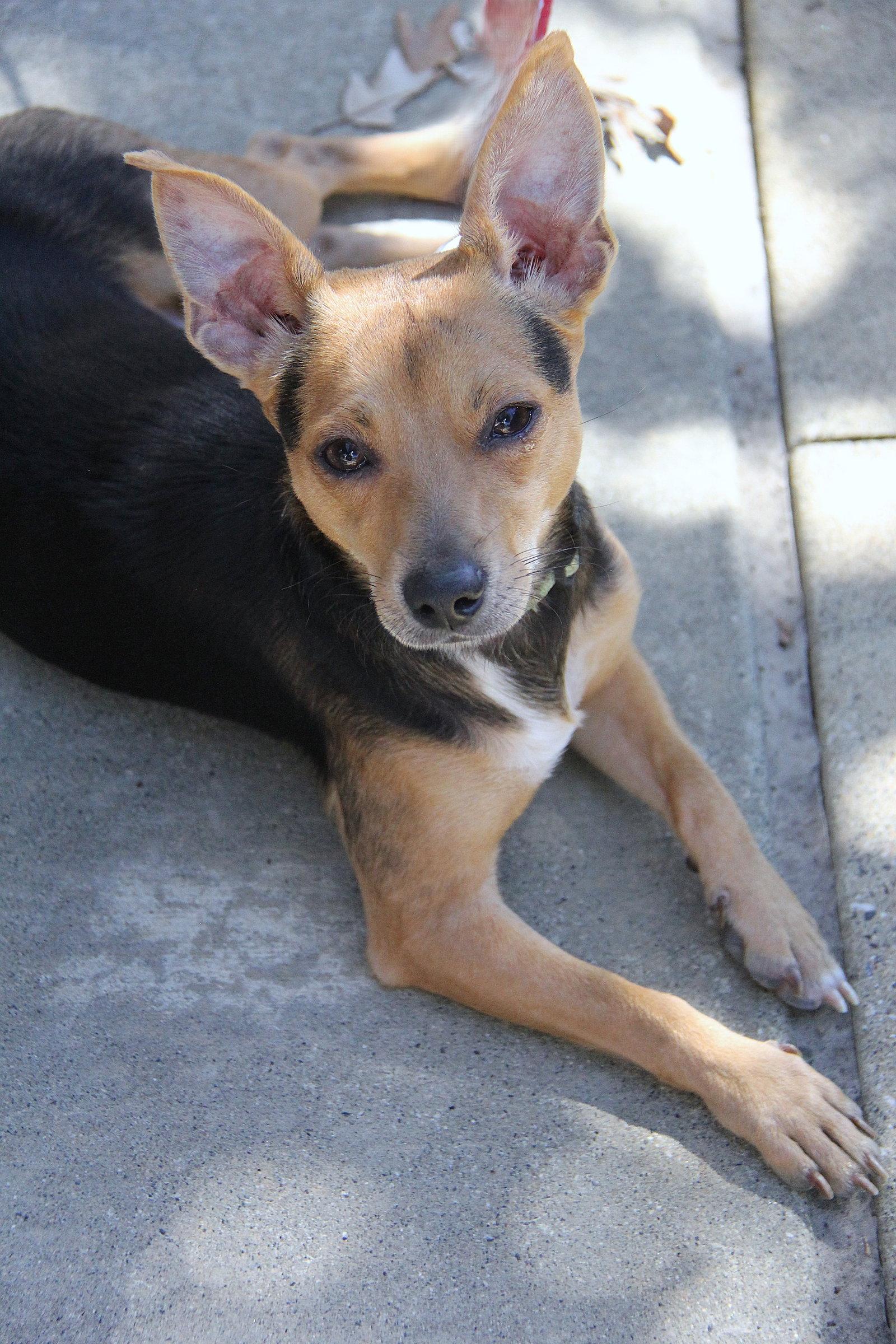 Poppy, Adoptable, Young Male Chihuahua.