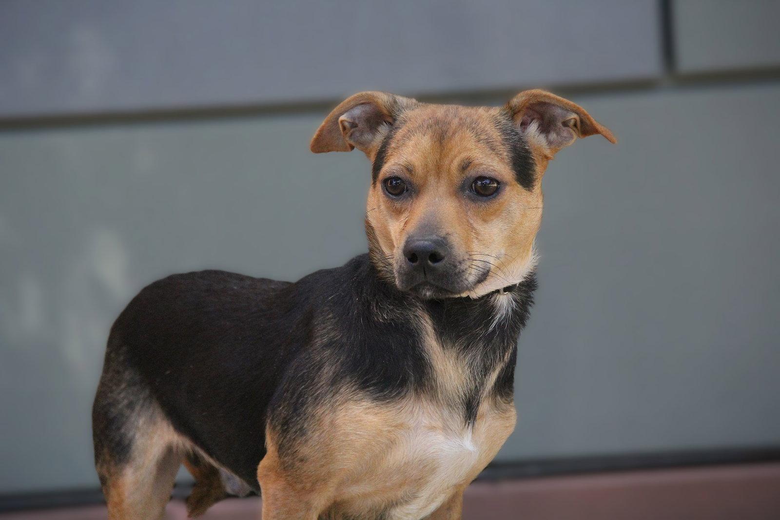 Enlarge Poppy, a Adoptable Chihuahua in Charlotte, NC image 2/3