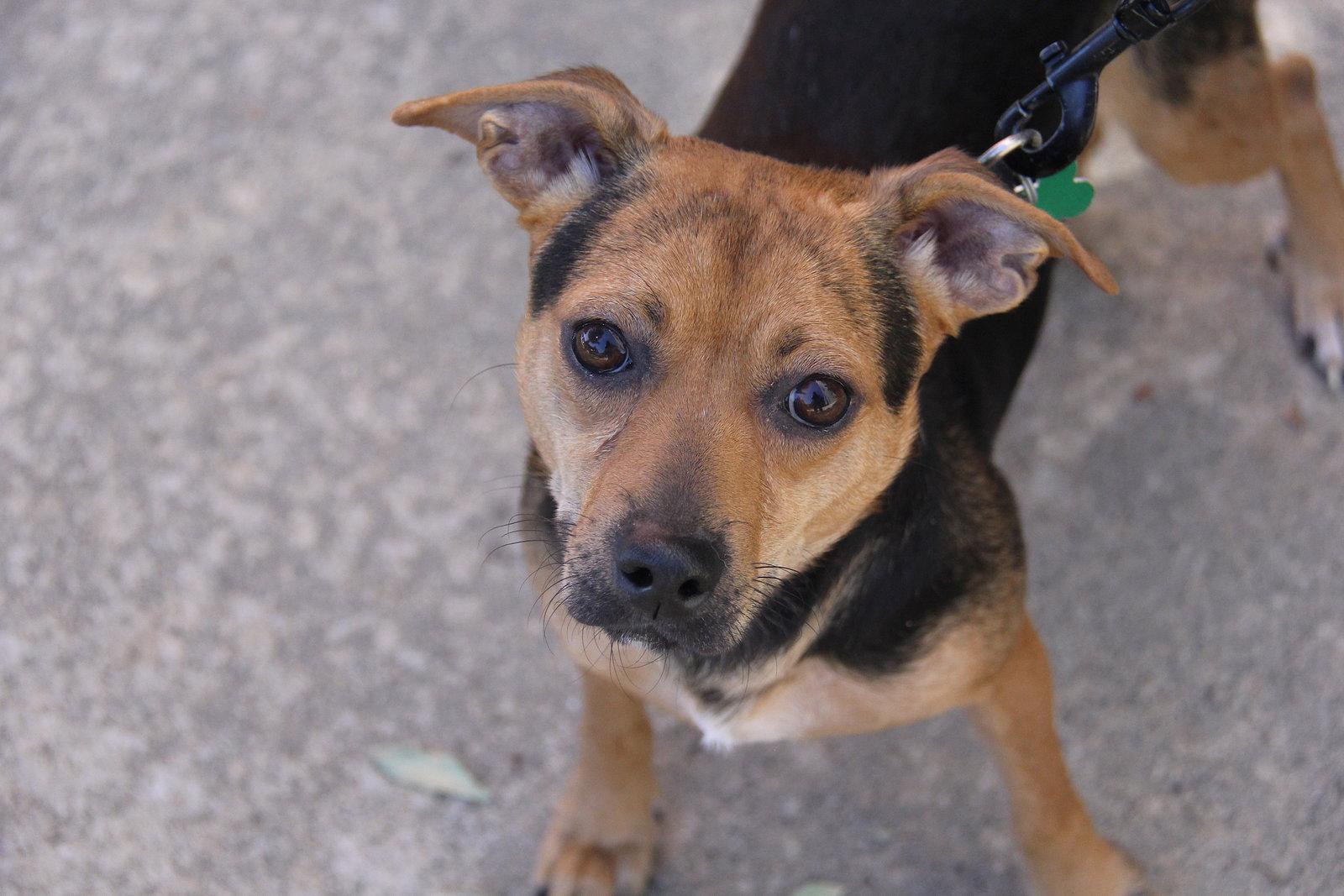 Enlarge Poppy, a Adoptable Chihuahua in Charlotte, NC image 3/3