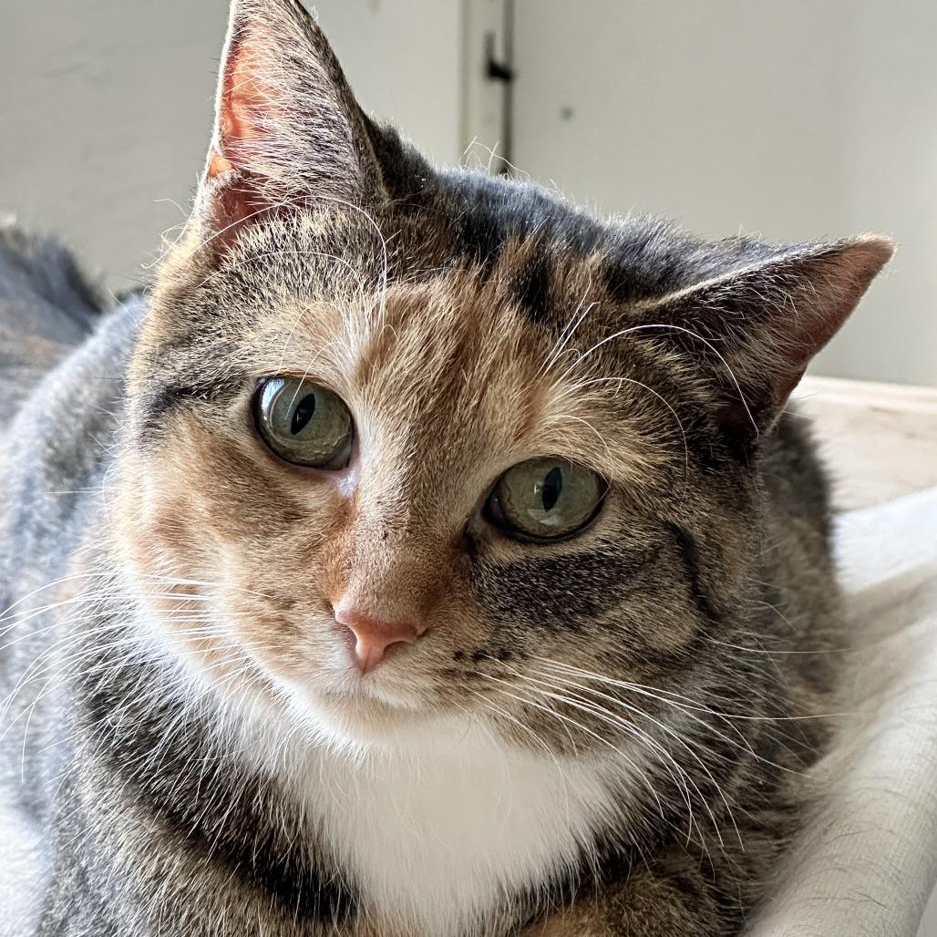 Poppy the cat, a Adoptable Domestic Medium Hair in Baldwin, WI image 2/6