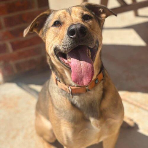 Luca, a Adoptable mixed breed in Edmond, OK image 1/5