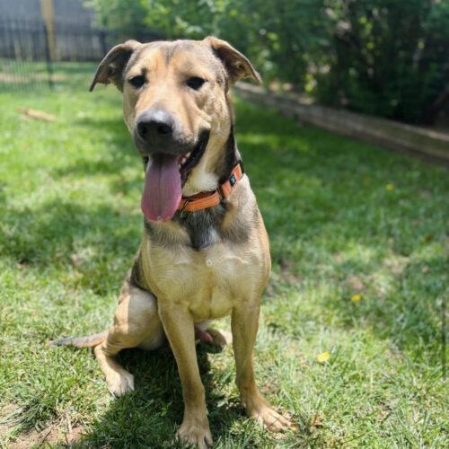 Enlarge Luca, a Adoptable mixed breed in Edmond, OK image 1/5