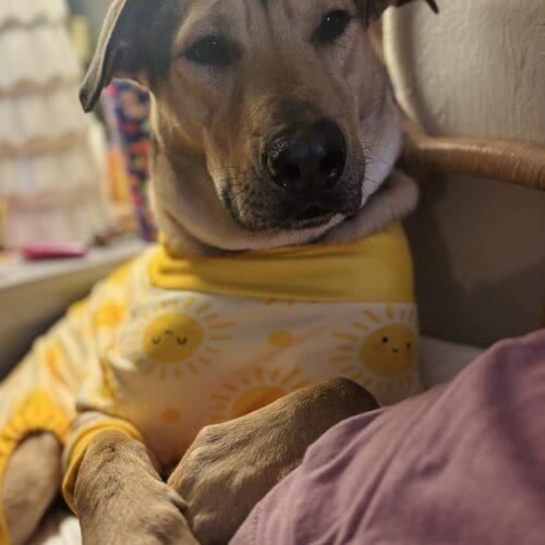 Enlarge Luca, a Adoptable mixed breed in Edmond, OK image 3/5