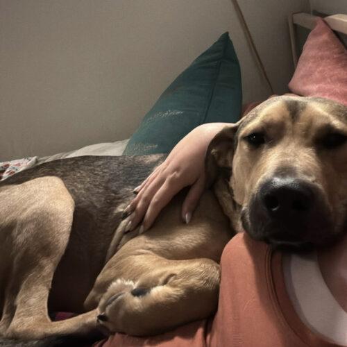 Enlarge Luca, a Adoptable mixed breed in Edmond, OK image 2/5