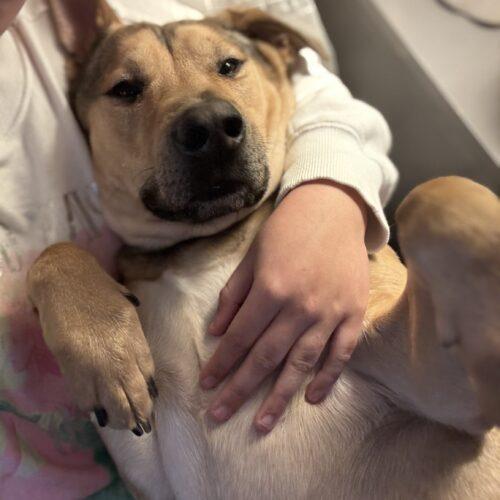 Enlarge Luca, a Adoptable mixed breed in Edmond, OK image 5/5