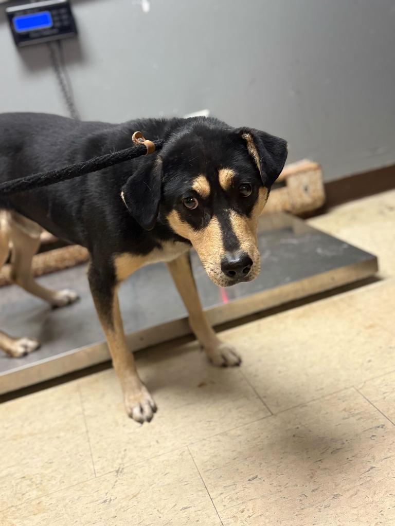 Enlarge Deviled Egg, a Adoptable Affenpinscher in Chillicothe, OH image 1/1